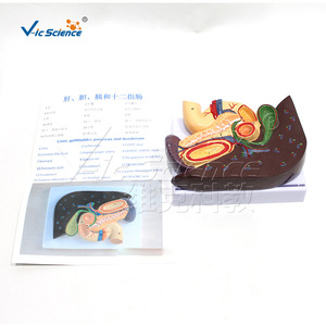 Modèle d'organes abdominaux humains ; modèle anatomique du foie, de la vésicule biliaire, du pancréas, de l'estomac et du duodénum ; aide pédagogique détachable. - Product Image 1