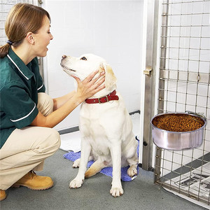 Tigela de Comida e Água para Animais de Estimação em Aço Inoxidável Ecológica com Suporte de Arame para Cães e Gatos - Product Image 6