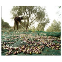 Filet de récolte d'olives en HDPE durable, exporté vers la Tunisie