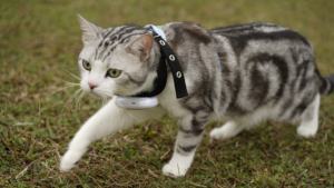 Dispositivo de seguimiento <span class=keywords><strong>GPS</strong></span> inteligente para mascotas, <span class=keywords><strong>Collar</strong></span> para perros y gatos, resistente al agua, IP67, con luz LED, bloqueo antimanipulación, valla WIFI y batería de larga duración - Product Image 2