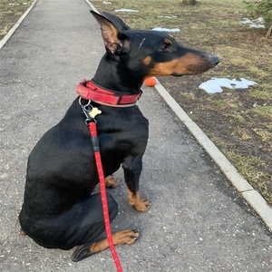 สายจูงสุนัขสะท้อนแสงไนลอนรุ่นล่าสุด สายจูงสุนัขแบบเชือกแข็งแรงทนทานสำหรับสัตว์เลี้ยง - Product Image 6