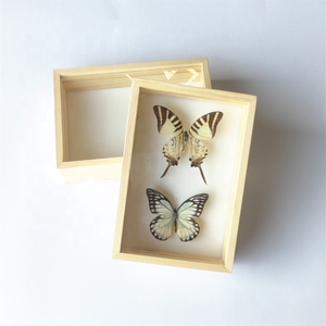 Boîte d'exposition pour insectes en bois de pin avec dessus en acrylique transparent et dessus en mousse EVA, petite boîte d'exposition pour spécimens en verre, boîte d'exposition entomologique - Product Image 1
