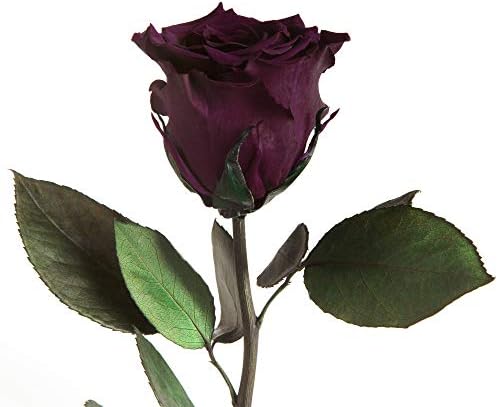 Dark purple-50