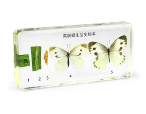 Toptan fiyat yaşam döngüsü lahana kelebekler kurutulmuş Amber gerçek kelebek örneği