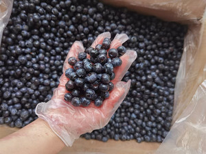 Bán buôn Blueberry đông lạnh đông lạnh và tươi Quả Việt Quất đông lạnh Quả Việt Quất giá cho ngành công nghiệp chế biến thực phẩm - Product Image 5