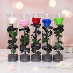 ดอกกุหลาบอบแห้งขนาด 8*8*30 ซม. ในกล่องของขวัญ PVC ดอกกุหลาบคงสภาพตลอดกาล ของขวัญวันวาเลนไทน์ - Product Image 6