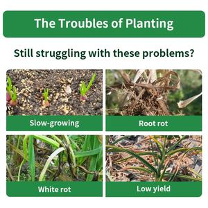 <span class=keywords><strong>Engrais</strong></span> spécialisé pour la résistance aux maladies et l'amélioration du rendement de l'<span class=keywords><strong>ail</strong></span>, <span class=keywords><strong>engrais</strong></span> organique, <span class=keywords><strong>engrais</strong></span> hydrosoluble - Product Image 2