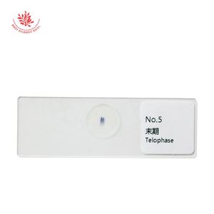 <span class=keywords><strong>Mitosis</strong></span> <span class=keywords><strong>en</strong></span> células vegetales Imágenes Punta de raíz de cebolla que muestra todas las etapas Juegos de diapositivas preparadas educativas - Product Image 4