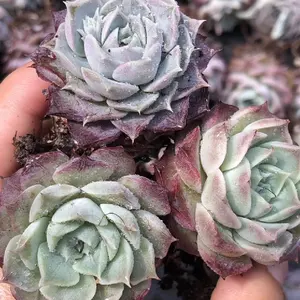 Succulenta Echeveria elegans hyaliana piante ornamentali per interni all'ingrosso