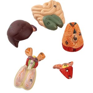 Modèle d'anatomie de rat, structure interne de souris blanche, biologie, <span class=keywords><strong>sciences</strong></span> médicales, enseignement, élevage expérimental - Product Image 3