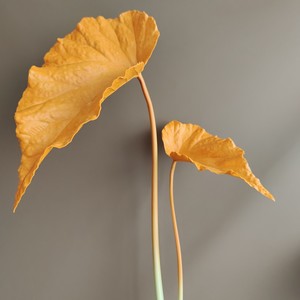 Hojas <span class=keywords><strong>de</strong></span> <span class=keywords><strong>Colocasia</strong></span> Teñidas y Texturizadas al por Mayor, en Naranja y Negro, para Decoración <span class=keywords><strong>de</strong></span> Habitaciones con Estilo Minimalista en Jarrones - Product Image 2