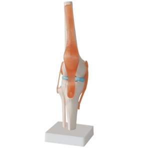 मानव प्राकृतिक आकार घुटने संयुक्त संरचनात्मक मॉडल विज्ञान शैक्षिक संरचनात्मक मॉडल घुटने संयुक्त मॉडल - Product Image 6