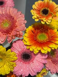 Flor de Margarita Africana, Perenne, de Fácil Cultivo, Flor de Jardín, <span class=keywords><strong>Gerbera</strong></span> <span class=keywords><strong>Jamesonii</strong></span> - Product Image 5