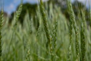 TW Hordeum Vulgare Sprout PDRN, Materia Prima Cosmética de Alta Pureza a Base de Cereales, Concentrado de Polinucleótidos para el Cuidado Profesional de la Piel - Product Image 3