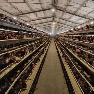Wholesale 3 Tier 4 Tier Fully Automatic <strong>Watering</strong> System Cage Poultry Battery Eggs Laying Hens Chicken Farm in Kenya Tanzania - Product Image 4