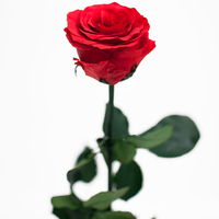 Roses éternelles d'Équateur à longue tige rouge, fleurs préservées