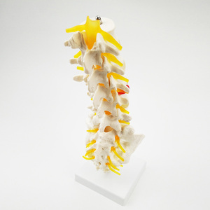 Modèle d'anatomie des vertèbres lombaires avec sacrum, coccyx et nerfs - Product Image 2