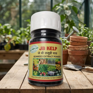 ผงสารสกัดสาหร่ายทะเลเกรดอาหาร JB KELP อบแห้งด้วยลมร้อนจากสาหร่าย Ascophyllum Nodosum สดใหม่ สารสำคัญจากพืชทะเล ฟูโคแซนธิน - Product Image 3