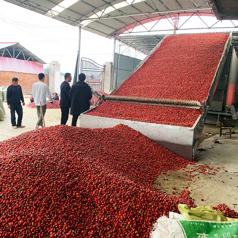 Essiccatore essiccatore macchina asciugatrice a nastro continuo cipolla peperoncino zenzero aglio