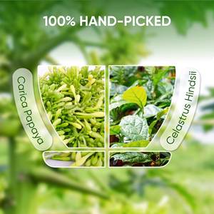 Boisson à base de plantes de la marque Natural Wellness Premium NMPT, mélange de thé aux fleurs de papaye pour hommes, herbes naturelles séchées, boisson santé, sachets de thé de 2 g - Product Image 6