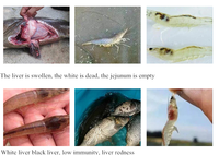 Acide biliaire d'aquaculture, crabe de poisson améliore la Digestion, supplément nutritif, additif alimentaire