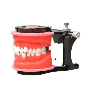 Modèle de typodont dentaire ciré pour orthodontie, pratique orthodontique - Product Image 1
