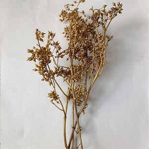 Commercio all'ingrosso da produttori di frutta secca calcio frutta bianca piccola frutta secca frutta secca per la decorazione didattica - Product Image 5