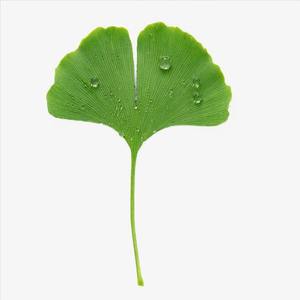 Poudre d'extrait de feuilles de <span class=keywords><strong>Ginkgo</strong></span> Biloba séché à <span class=keywords><strong>prix</strong></span> de charge Meilleur extrait de <span class=keywords><strong>Ginkgo</strong></span> Biloba - Product Image 2