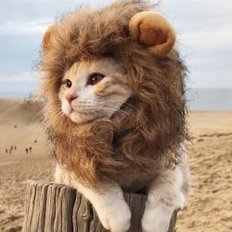 Luxury Polyester Cotton Fleece Pet <b>Hats</b> for <b>Cat</b> Puppy Dog Halloween Balsa Mane Hair Ornaments Winter Accessory - Product Image 1