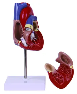 人体血液循环系统心血管和心脏解剖模型