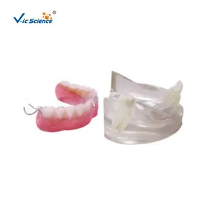 Transparent Missing Teeth And Denture Model Human Teeth Model Medical Science Education Model