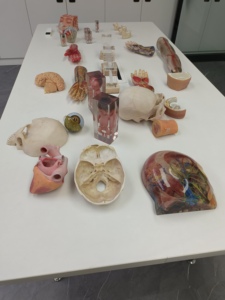 Обучающая модель 3D-печати, модель анатомических структур для головы и лица, кровеносных сосудов и мозга - Product Image 4