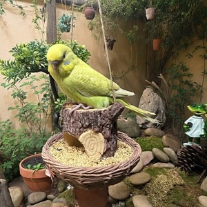 Mangeoire à oiseaux suspendue en résine pour arbre, style européen, durable, pour cour, balcon, jardin - Product Image 4