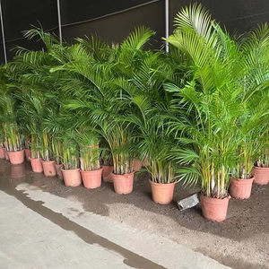 Palmera Dypsis <span class=keywords><strong>Lutescens</strong></span> Bonsái Natural Premium en Venta, Proveedor de Plantas Vivas de Vivero, Decoración para Hogar, Oficina y Hotel - Product Image 5