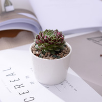 Vente en gros de pots en céramique blanche créatifs, mini ensembles circulaires de fleurs succulentes, présentoirs de bonsaïs au design minimaliste pour le shopping dans les jardins