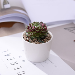 Venta al por mayor de macetas de cerámica blancas creativas, mini conjuntos circulares de flores suculentas, diseño minimalista, bonsái exhibidor para jardines de compras - Product Image 4
