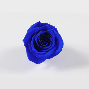 YAGELI — fleur éternelle fraîche, 1 pièce, vraies fleurs, pour extérieur - Product Image 6