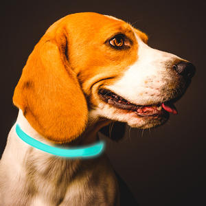 Fluor zieren des gestreiftes Hunde halsband mit Niet dekoration Pet Calming Halskette für die Nachtsicht lässt Ihre geliebten Hunde gesehen werden - Product Image 4