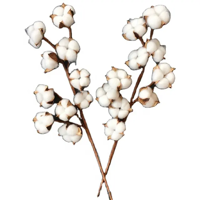 10 cabeças e 21 polegadas de algodão, flor seca branca natural de algodão