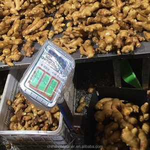 Gừng Khô Xuất Khẩu Gừng Tươi Từ Trung Quốc - Product Image 6