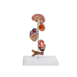 Modelo de Enseñanza Médica, Modelo de Hipertensión para la Educación en Cardiología y Fisiopatología - Product Image 4