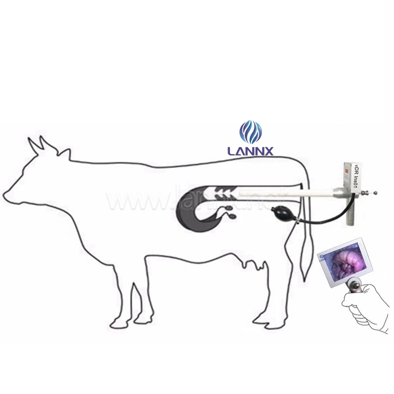 Animal Pig Horses Pistola De Inseminacion