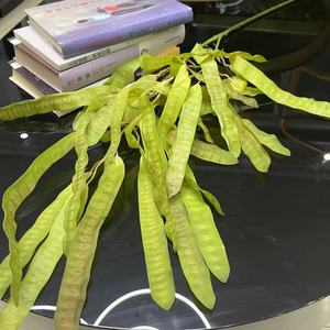 Bean Pod Tianjin Best Customized Dried Everlasting Bean Plant Wedding Mother's Day Decoration Preserved Flower <strong>Bouquet</strong> Bohemian - Product Image 3