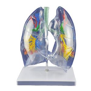 Modelo Anatómico Médico, Modelo de Anatomía Pulmonar, Modelo Educativo de Ciencias Médicas - Product Image 2