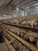 Vente à bas prix de 10 000 poules pondeuses dans les fermes avicoles, poules en cage, poulaillers pour poules pondeuses