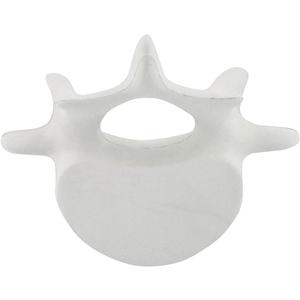 Custom Logo Vertebrae Pu <b>Stress</b> Relievers <b>Stress</b> <b>Toy</b> <b>Stress</b> Ball - Product Image 3