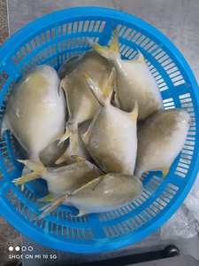 Pomfret Dorado Congelado 600-800g, Pompano Dorado de Cultivo Chino, Pomfret Dorado Entero Redondo - Product Image 4