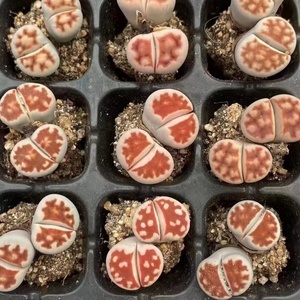 Expédition rapide lithops Succulentes jardin aménagement paysager plantes artificielles décor de jardin - Product Image 4