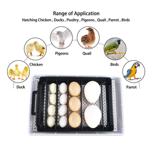 <span class=keywords><strong>Incubateur</strong></span> automatique 15 œufs, neuf, en PP, pour usage domestique, mini, polyvalent pour poulets, canards, oies et autres oiseaux, format valise/œufs - Product Image 3