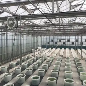 Cubierta de vidrio Venlo para invernadero agrícola, invernadero de vidrio Multi-span para casa verde con sistema hidropónico